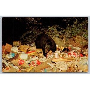 Postcard New York Central Adirondacks Native Black Bear Feeding at Dump Unposted